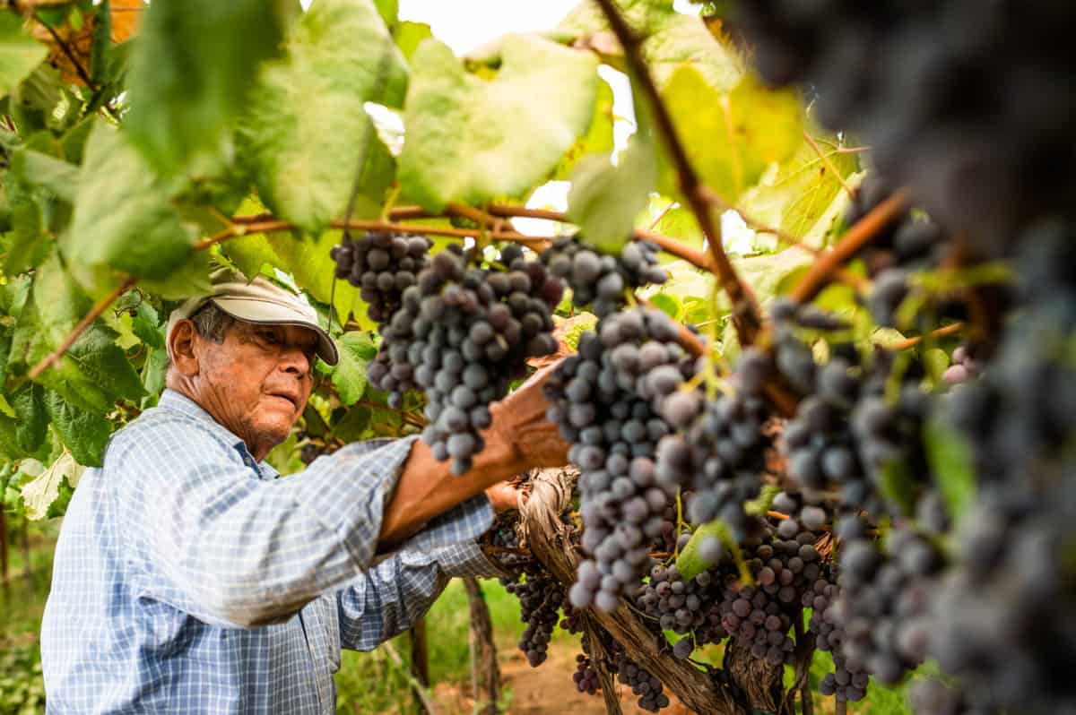 Justin Topete tending to table grapes at his Central Valley vineyard