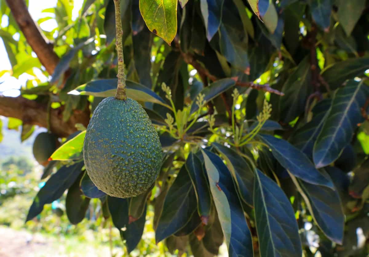 how avocados are grown: avocado fruit with flowers