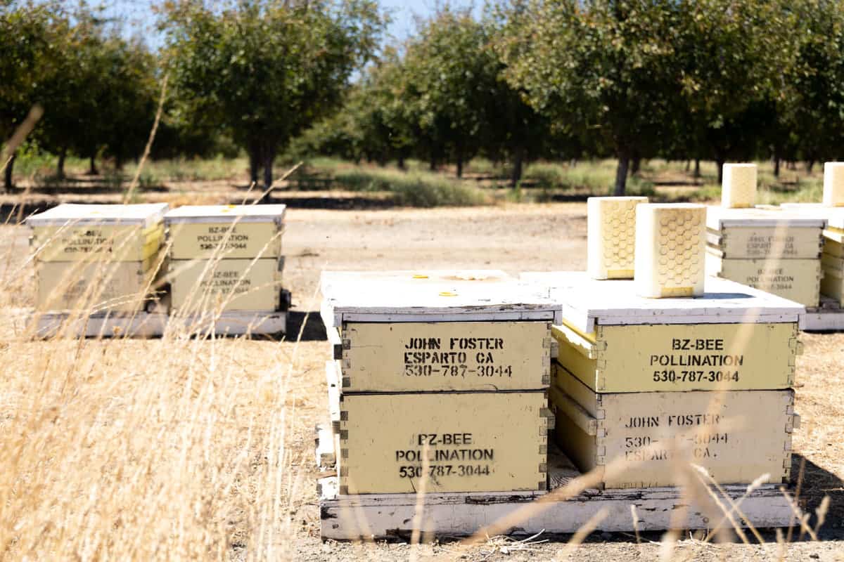Bee boxes can help growers increase yields