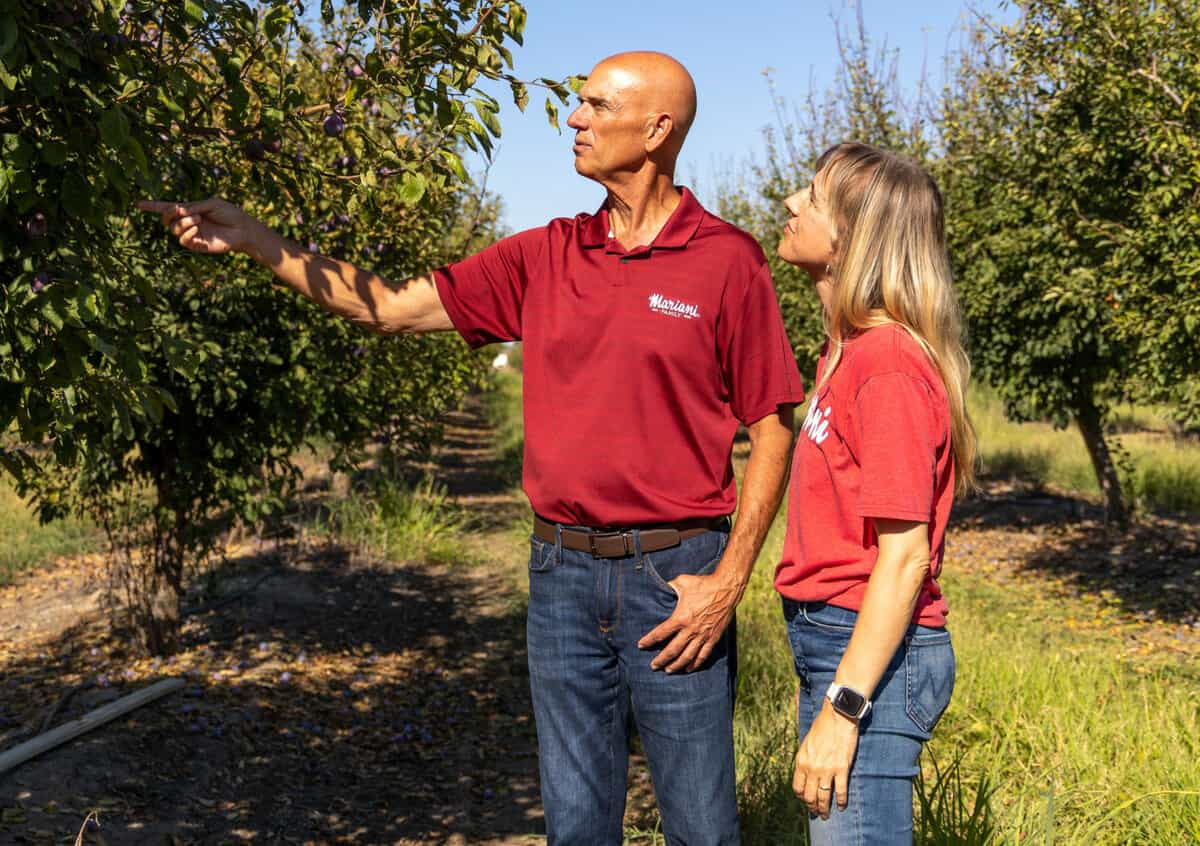 prune growers checking to see if the prune plum are ready for harvest. 