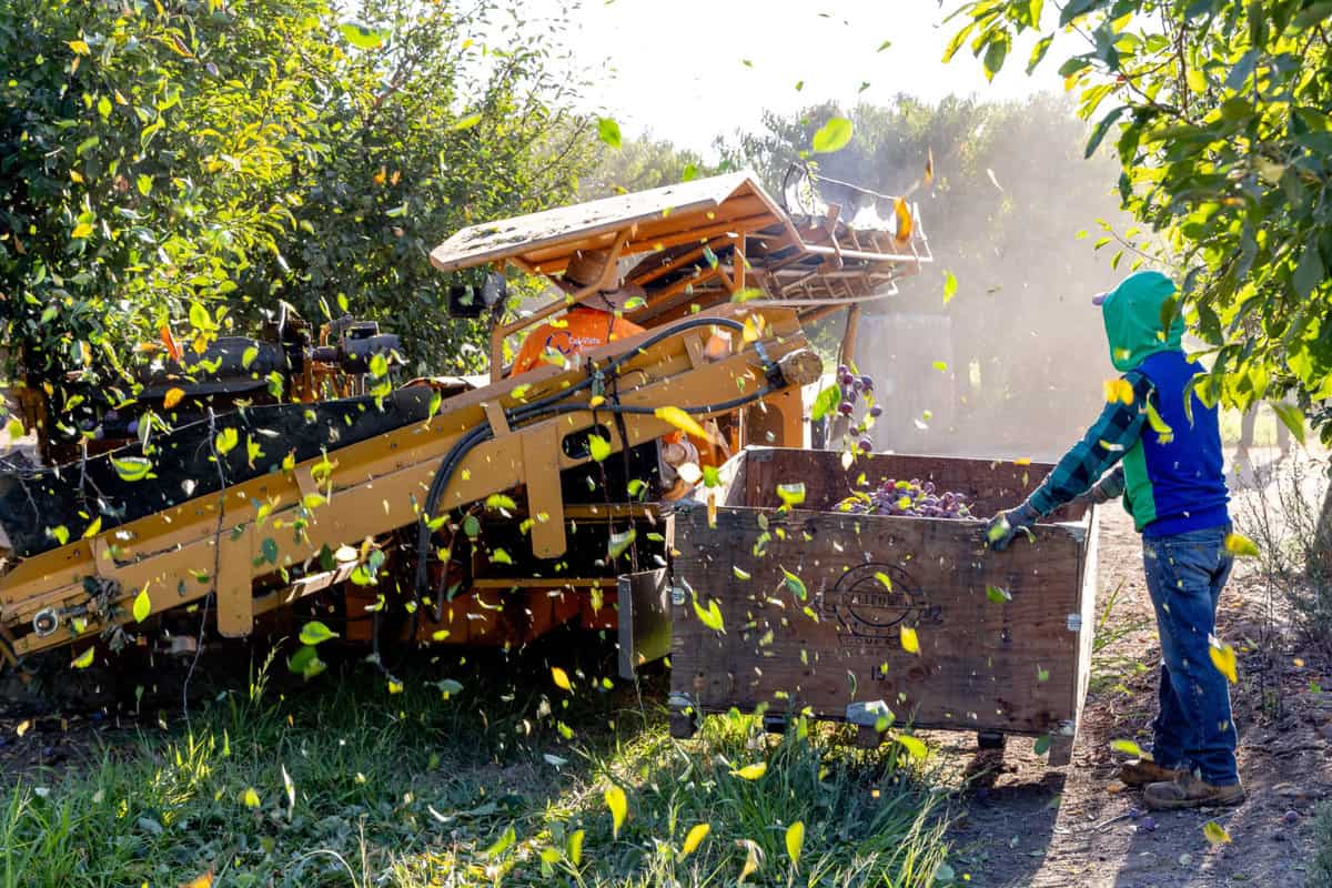 Prune harvest