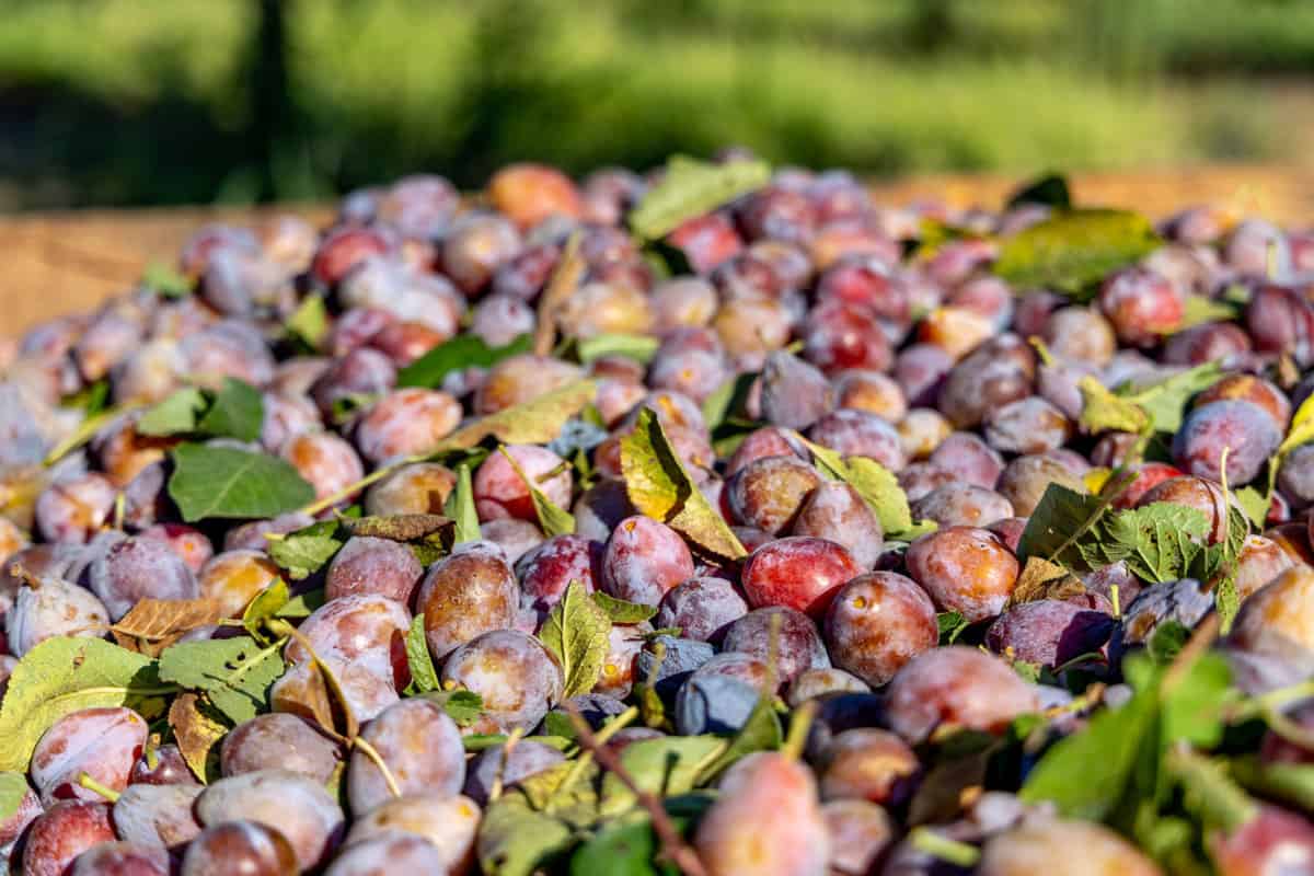 bin full of California Prunes