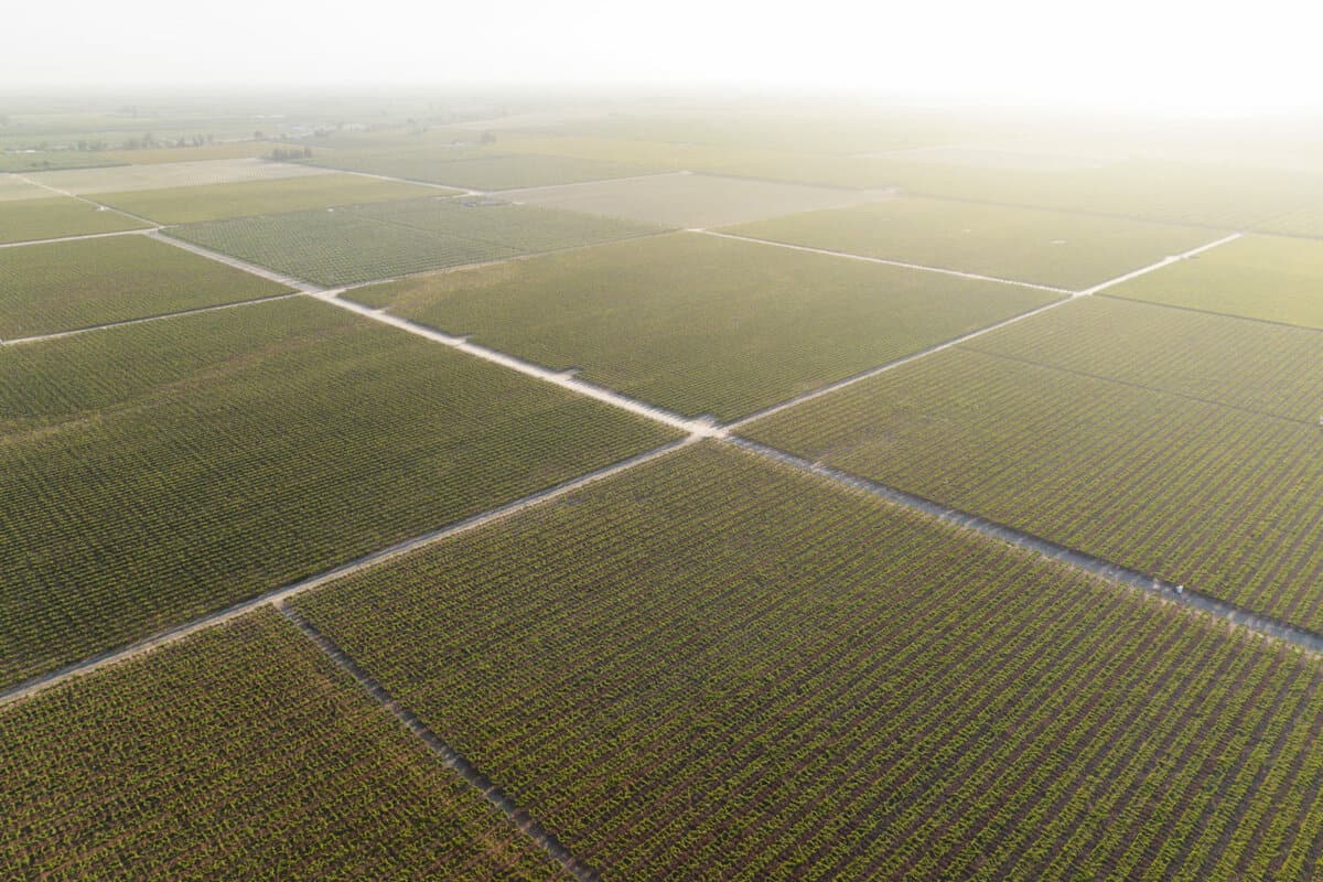 How wine is made - California's Central Valley grows over half of the state's winegrapes