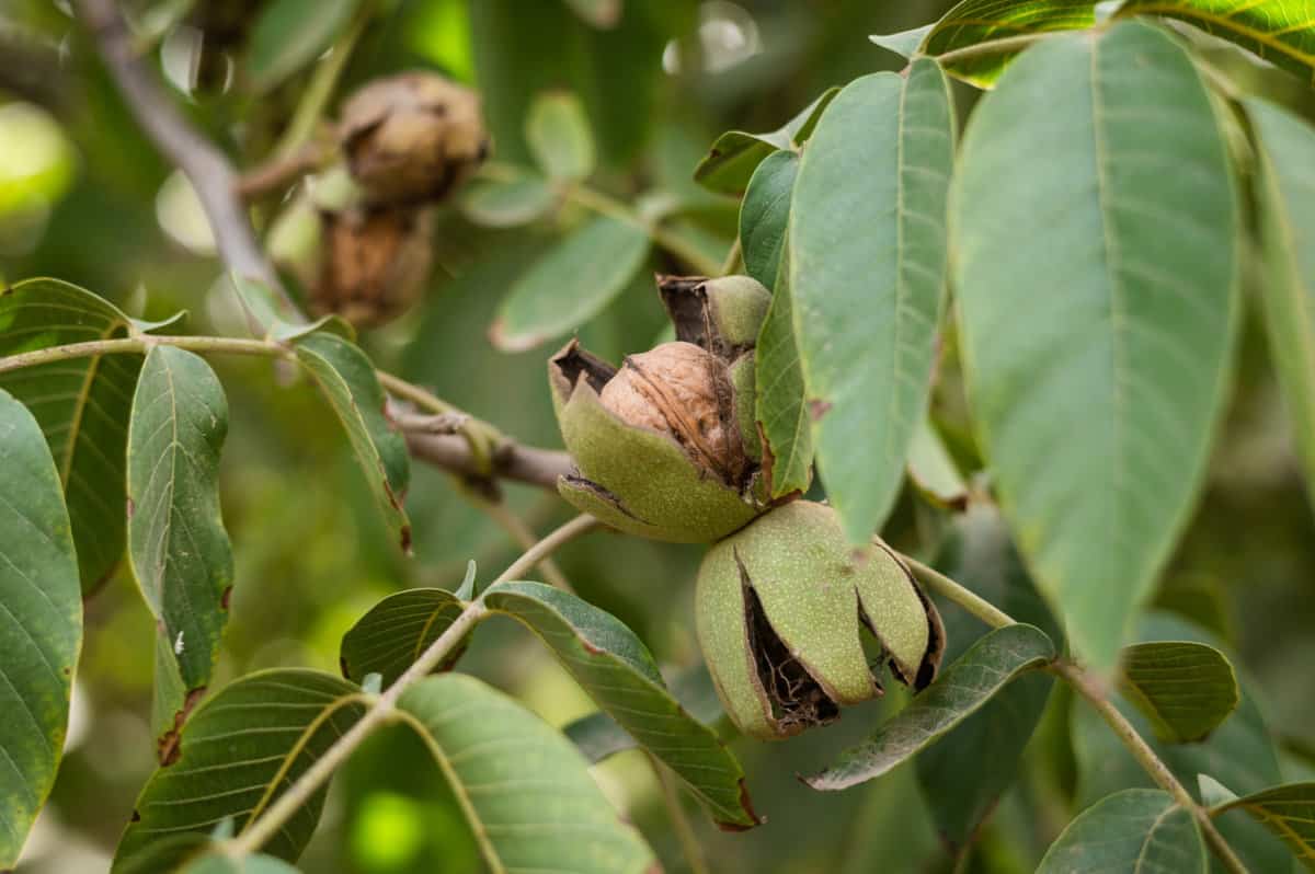 Walnuts on trees at Creekside Farming in Madera, CA