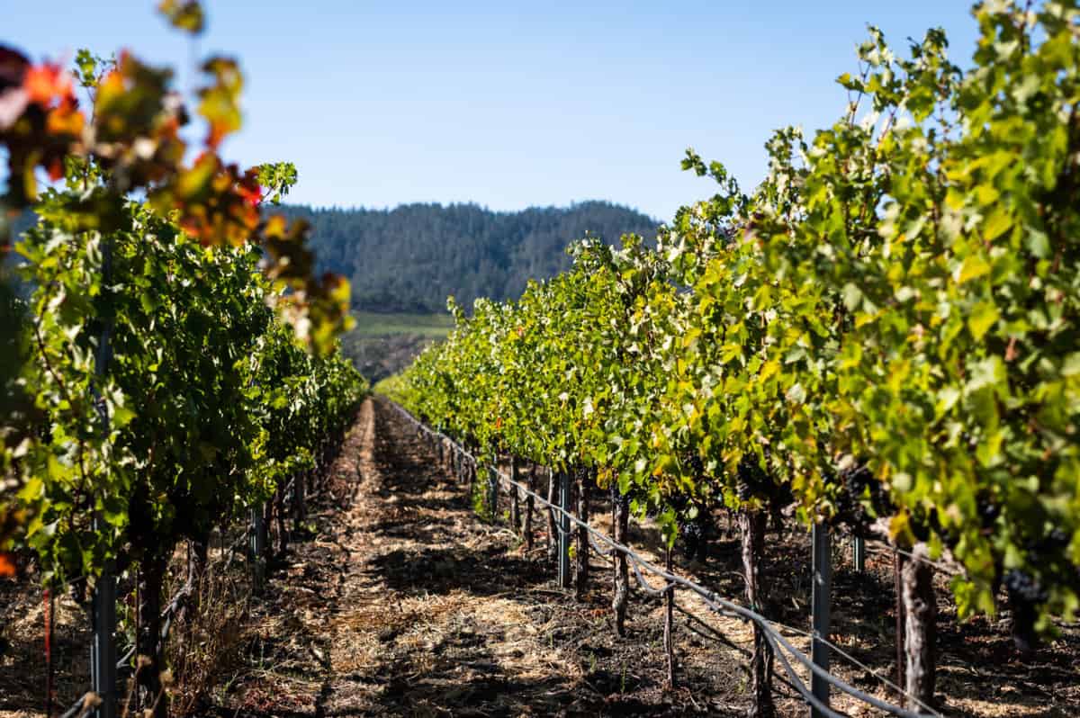 Cabernet Sauvignon wine grapes just before harvest, Napa Valley, CA
Cabernet Sauvignon wine grapes just before harvest, Napa Valley, CA
