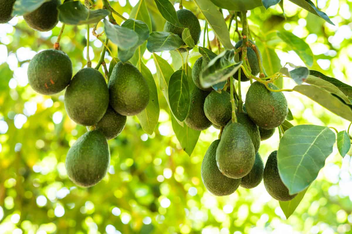 how avocados are grown: fruit hanging on a tree