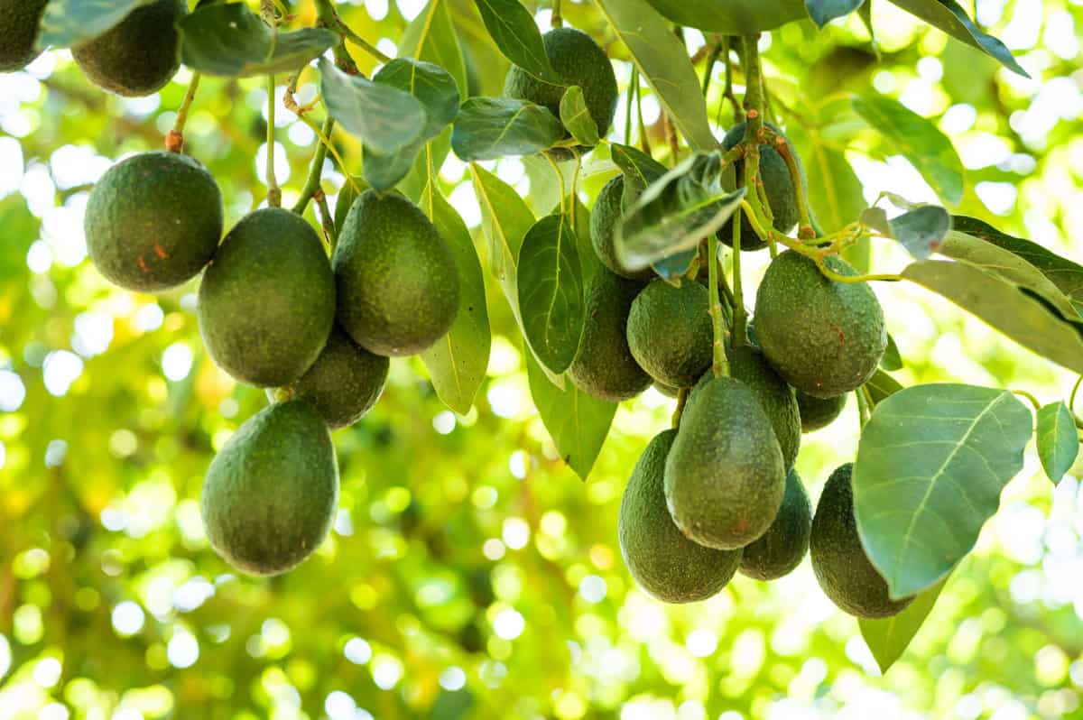 Know Your Avocado Varieties And When They're In Season