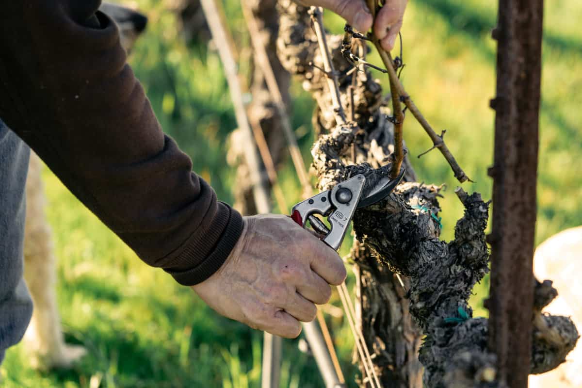 How wine is made - Pruning :Proper technique is essential, as every single cut affects the quality and quantity of the next year’s crop.