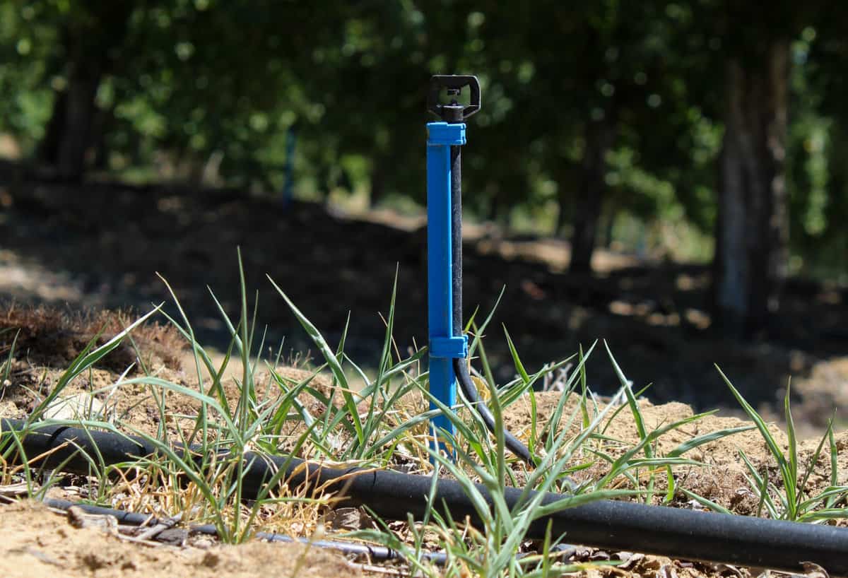  irrigation in a prune orchard