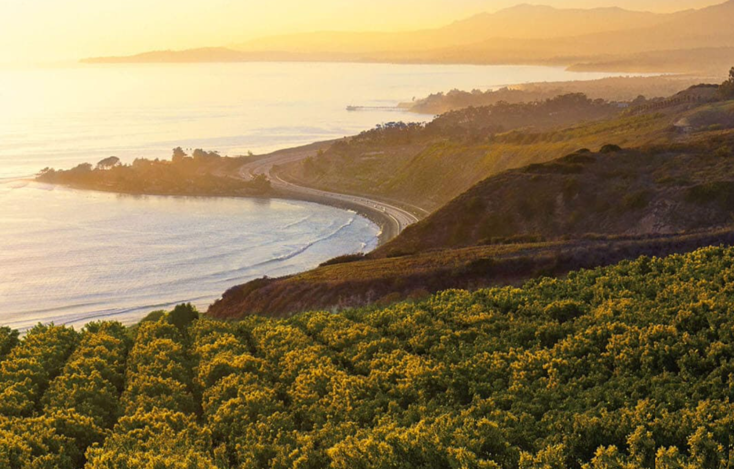 southern california avocado groves. Photo courtesy of California Avocados MUST CREDIT