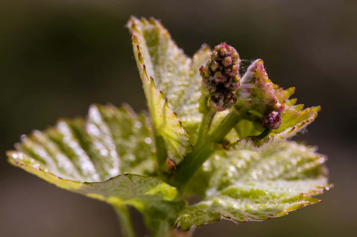 How wine is made: bud break - As the weather warms up, the vineyard emerges from dormancy, and tiny buds appear on the vines and begin to swell.