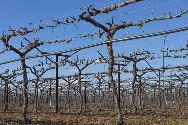 spur pruned grapevines. Photo courtesy of Grapes from CA MUST CREDIT