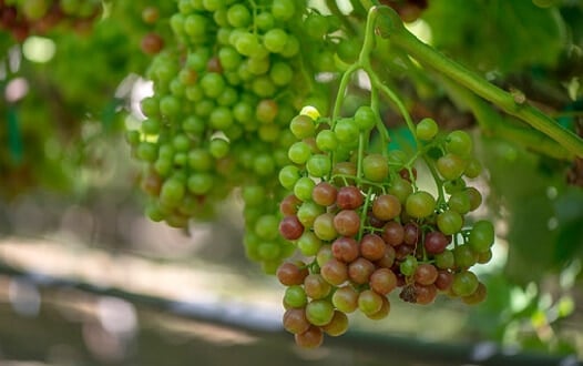 veraison - grapes begin to change color. Photo courtesy of Grapes from CA MUST CREDIT