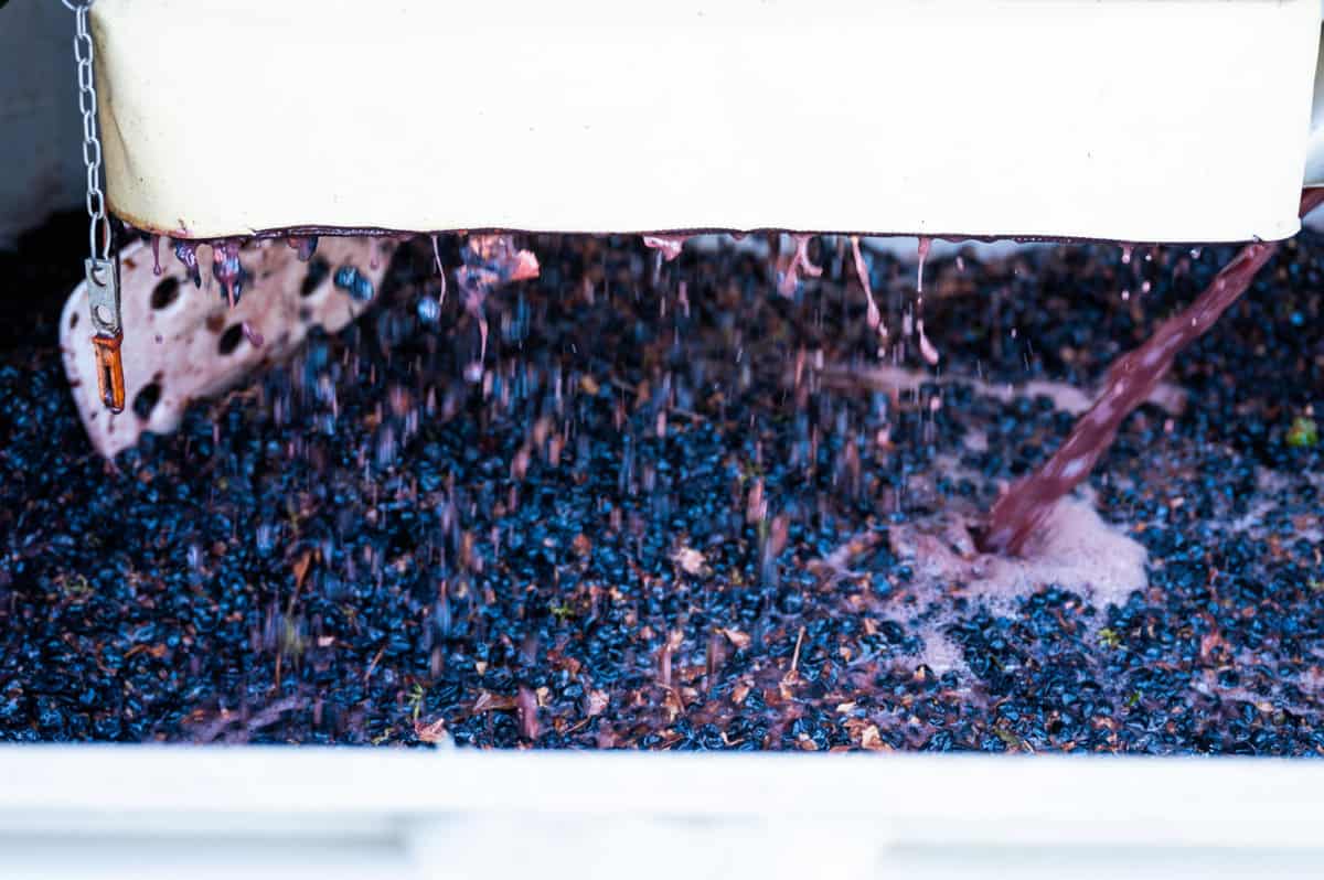 grape crush at Quady winery - how wine is made