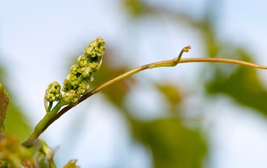 Grape flower. Photo courtesy of Grapes from CA MUST CREDIT