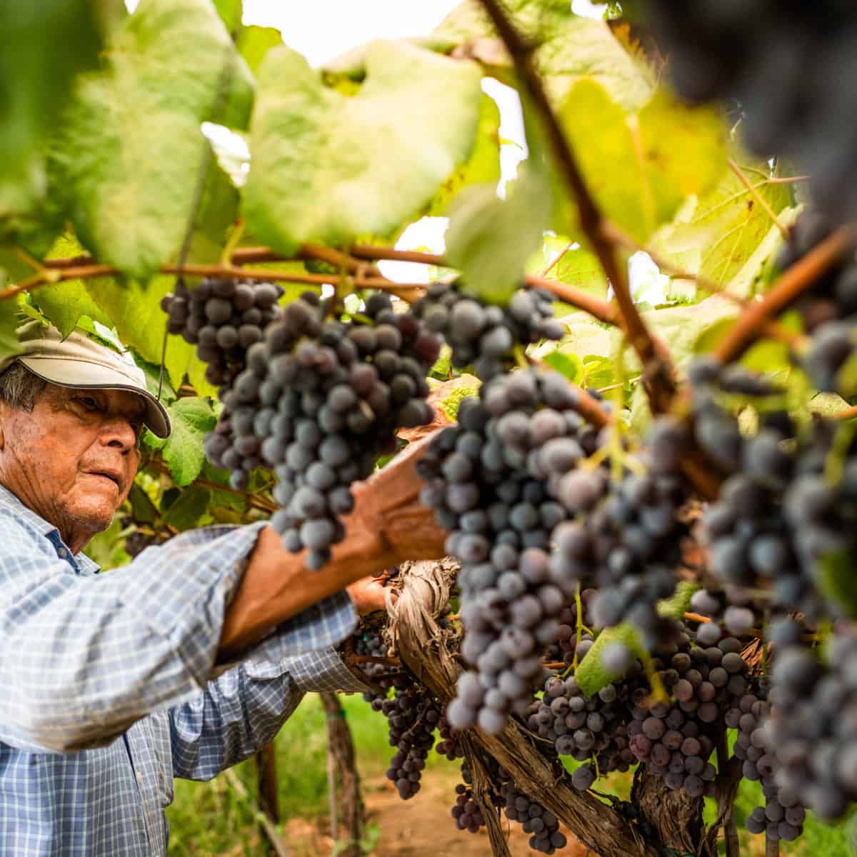 Justin Topete tending to his grapevines in Reedley, CA