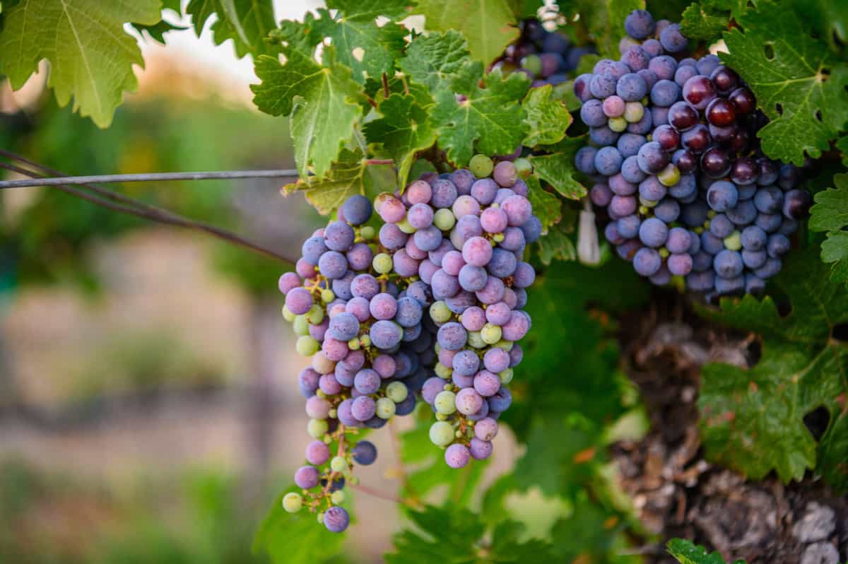 veraison - when berries begin to sweeten and change color