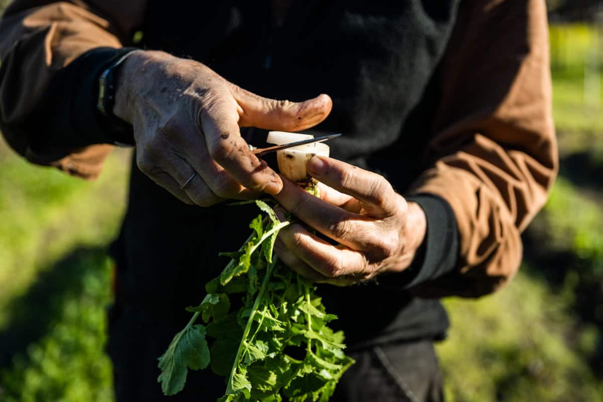 Peter Jacobsen of Jacobsen Orchards cutting a radish