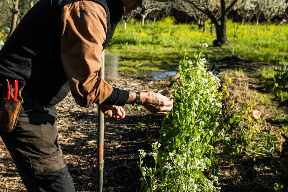 Peter Jacobsen at his urban farm, Jacobsen Orchards