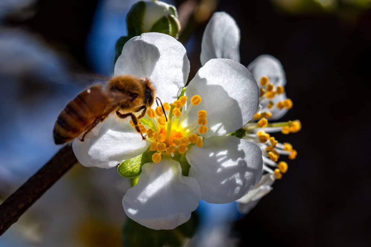 Bee at Prune Bloom