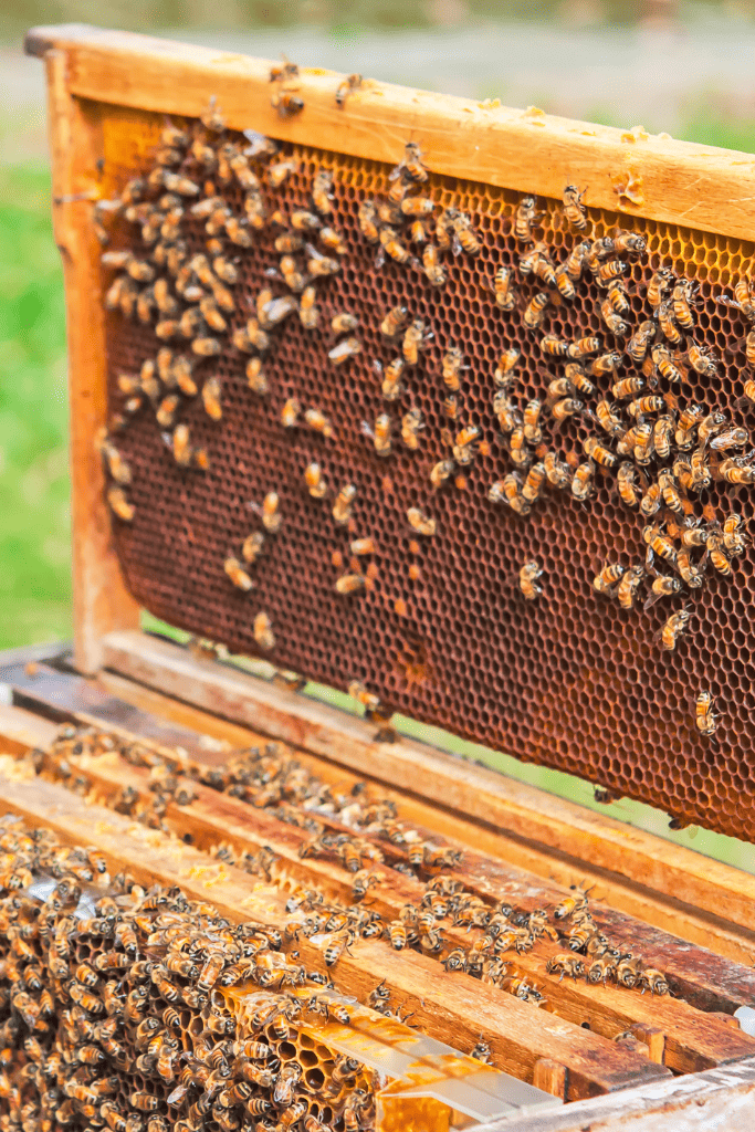 Bee Box