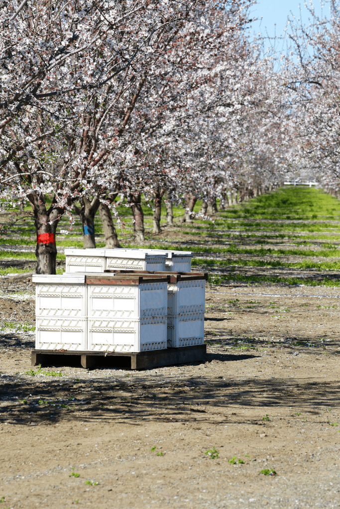 Bee BOx in Almond Orchard