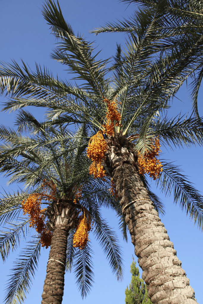 Date Palm Tree