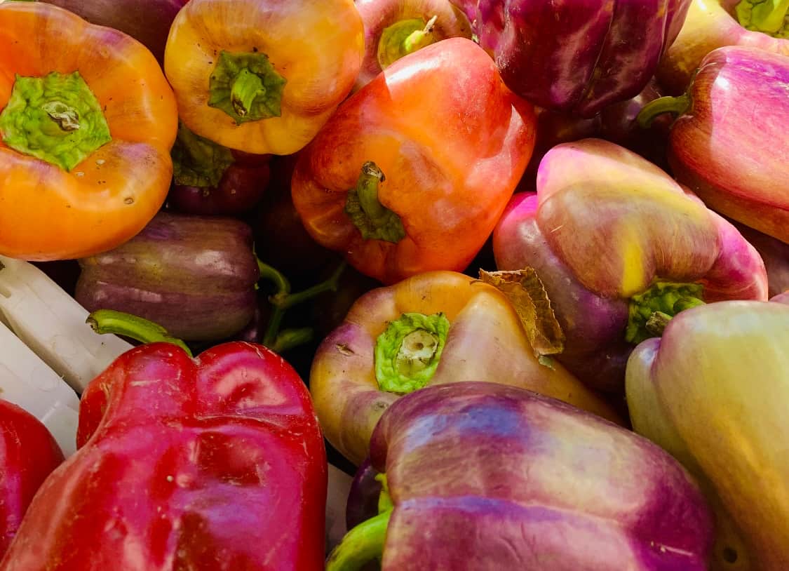 how to grow peppers from Tahiri Flowers