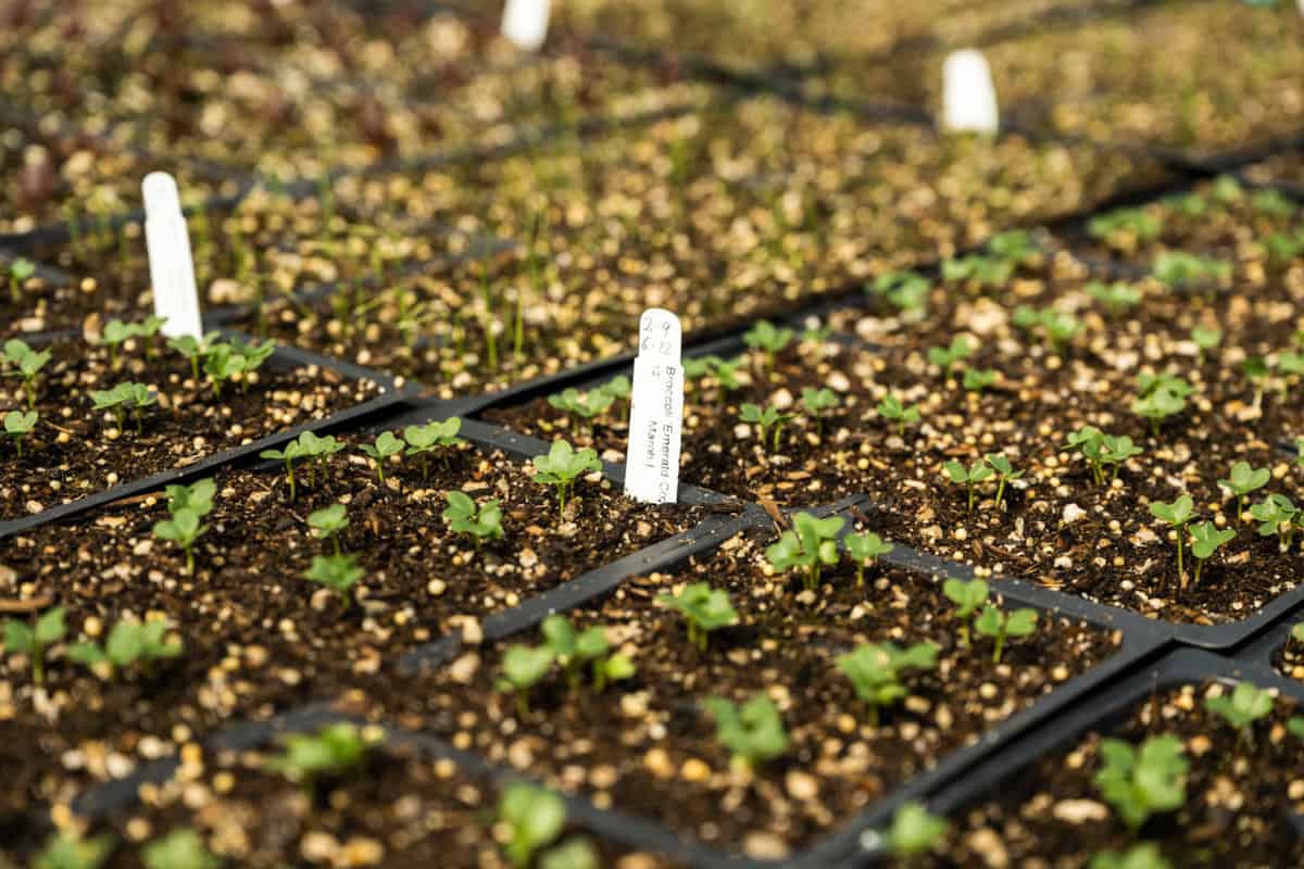 Plants at Annie's Annuals are grown from seed or propogated