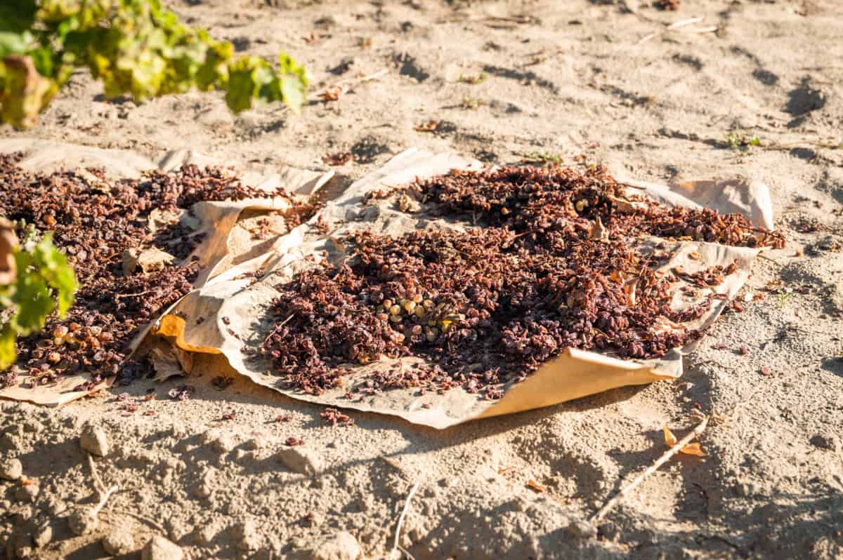 raisins drying on the ground