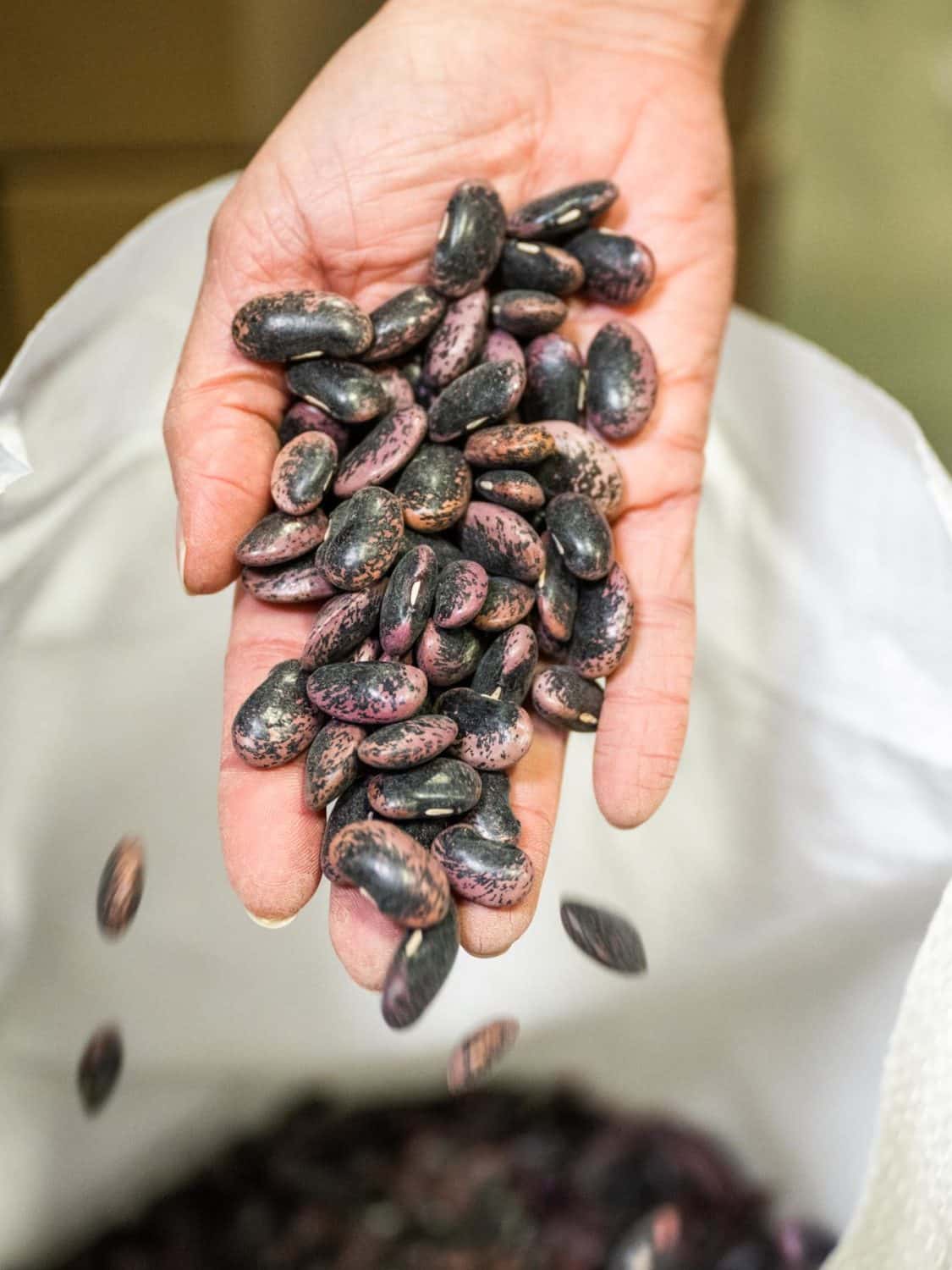 beans in hand at Rancho Gordo