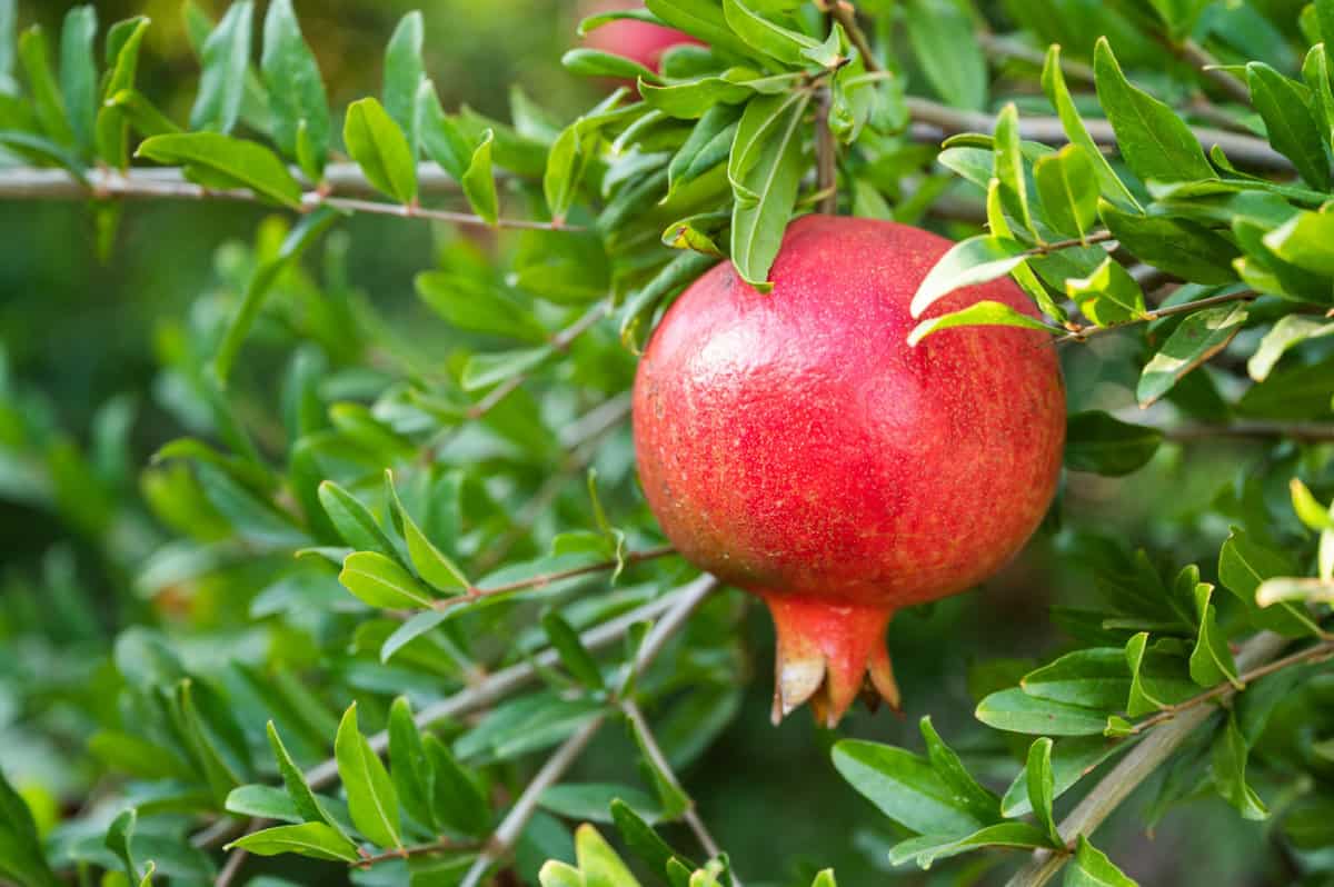 Pomegranate on a tree