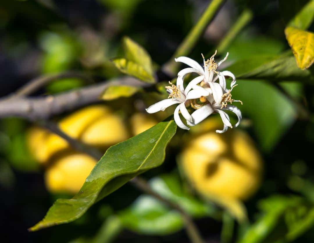 Bee Sweet Citrus, Central Valley Fowler Headquarters, Sanger orchard Photography by Hilary Rance May 2023 Lemon blossom - Citrus fruits are unique because the bear ripe fruit and blossoms for next season's harvest