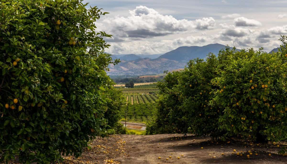 Citrus trees in Central California - Oranges