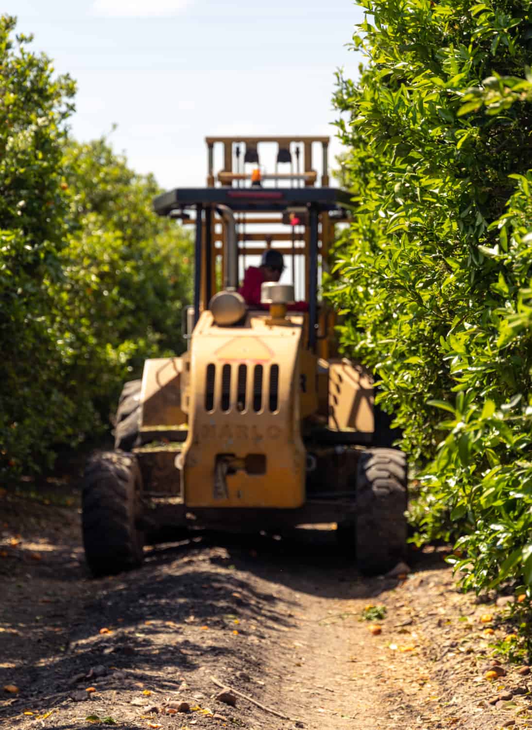 Bee Sweet Citrus, Central Valley Fowler Headquarters, Sanger orchard Photography by Hilary Rance May 2023 Tractor drives down the rows to collect newly harvested bins of citrus