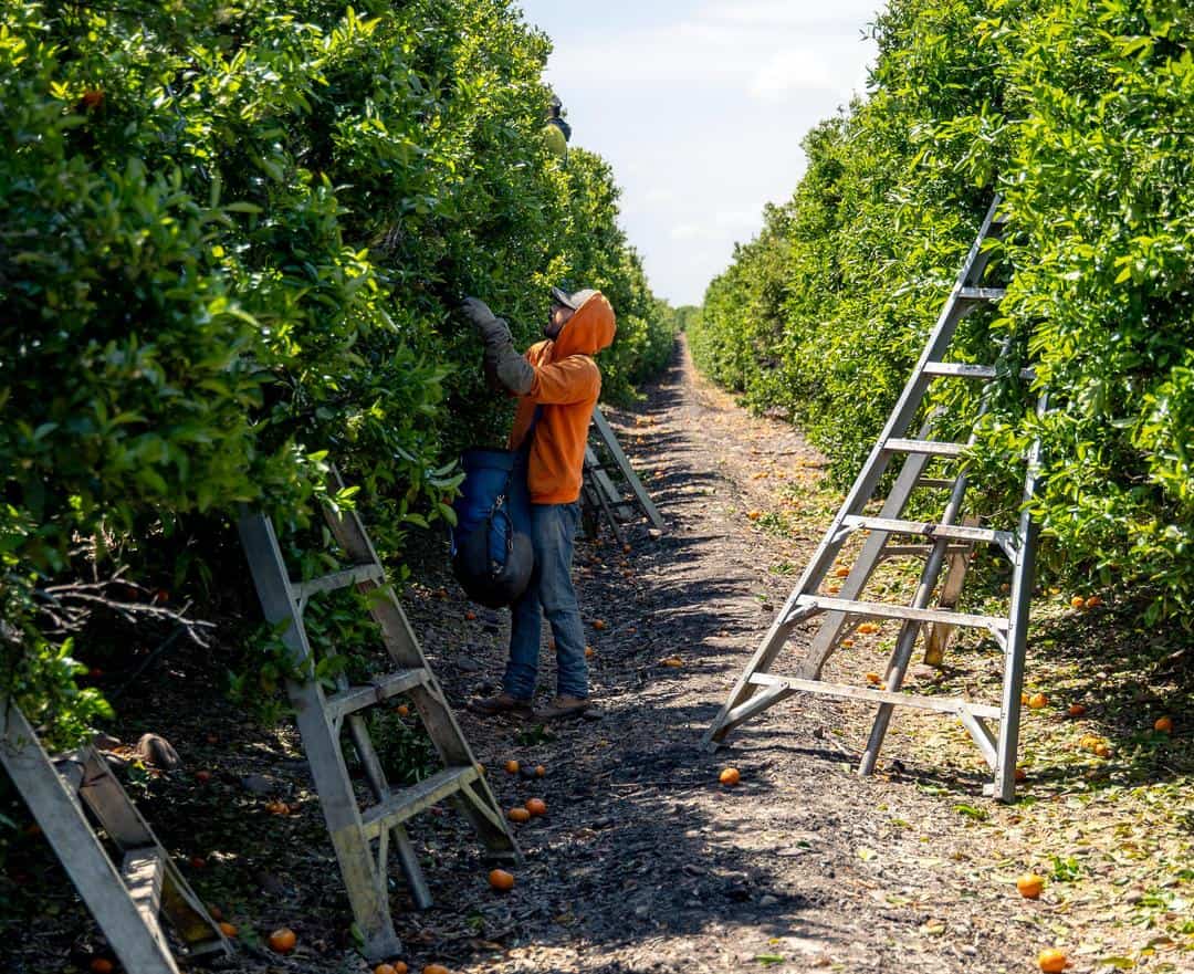 citrus harvest at bee sweet