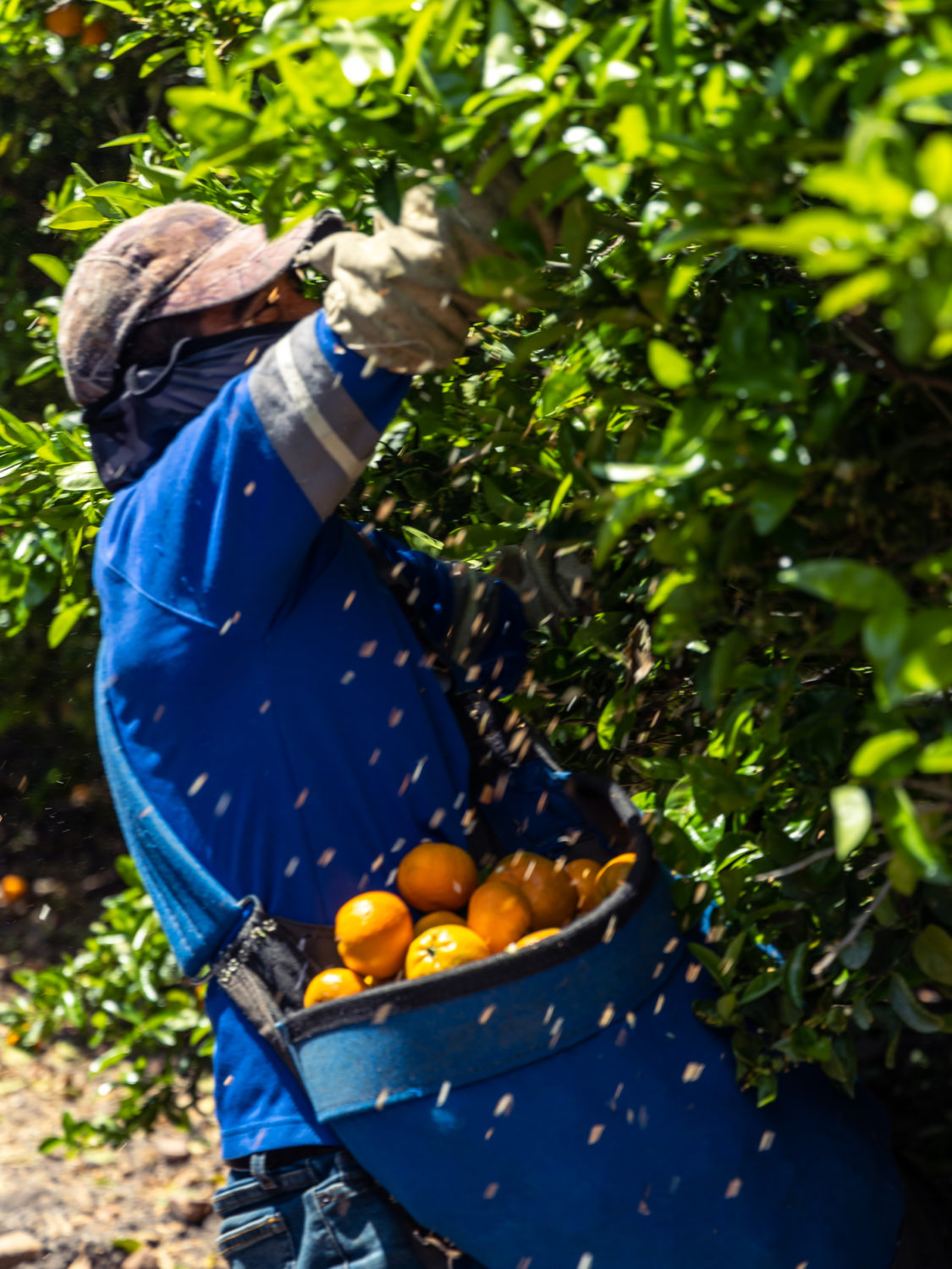 citrus hand harvesting at Bee Sweet in Sanger, CA