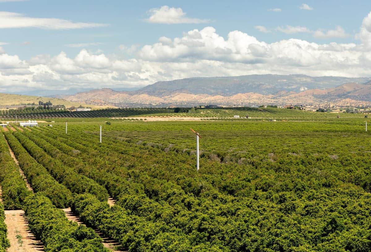 Citrus Orchard in Sanger, California