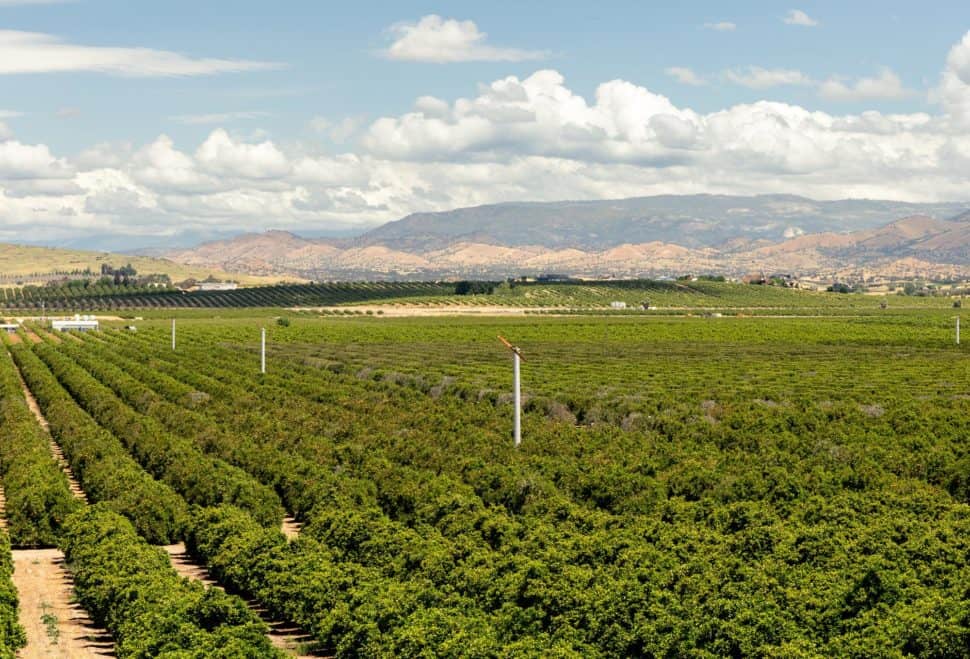 How is Citrus Fruit Grown? California Grown