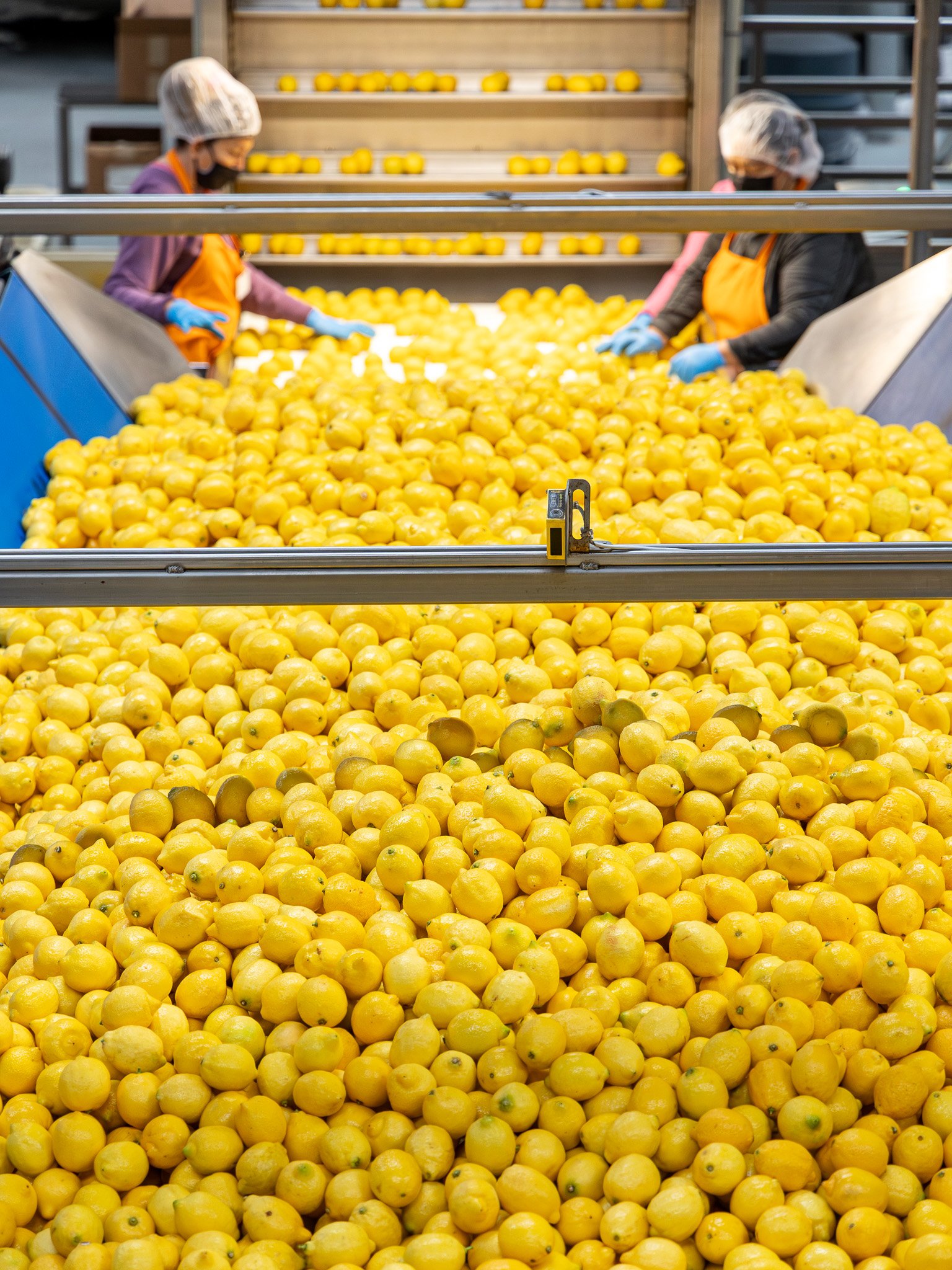 Bee Sweet Processing facility  - lemons are optically and hand sorted