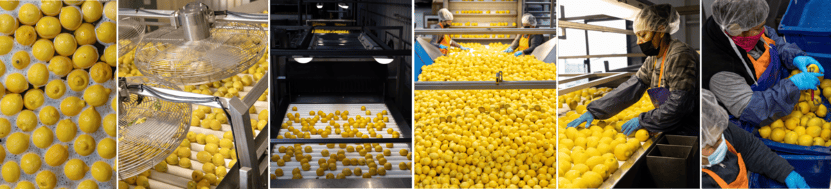 Citrus Processing: How Citrus is Grown
