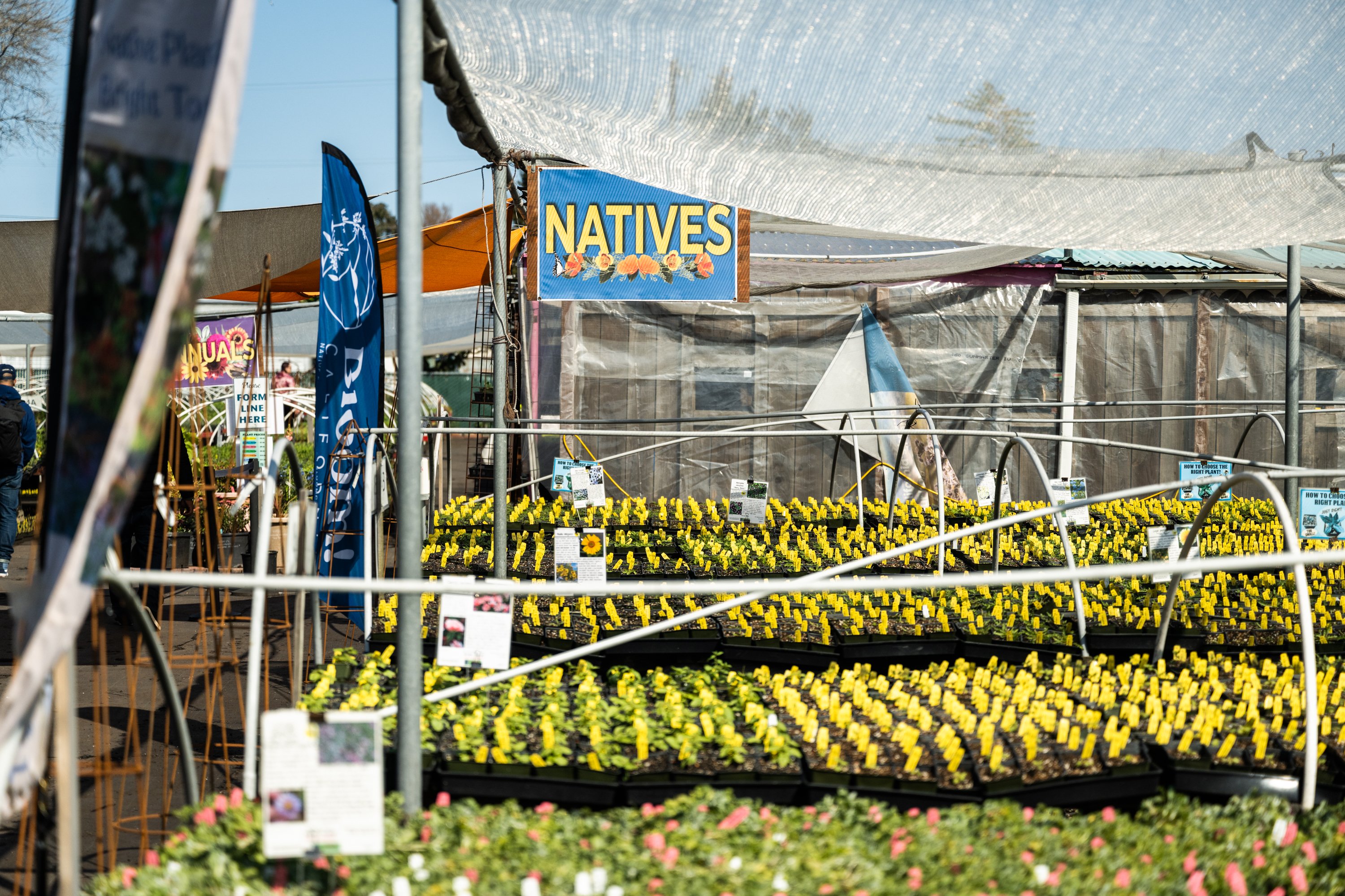 Annie's Annuals & Perennials: Nursery specializing in hard-to-find plants & flowers, including California native wildflowers & heirlooms. Richmond, Contra Costa County, California
