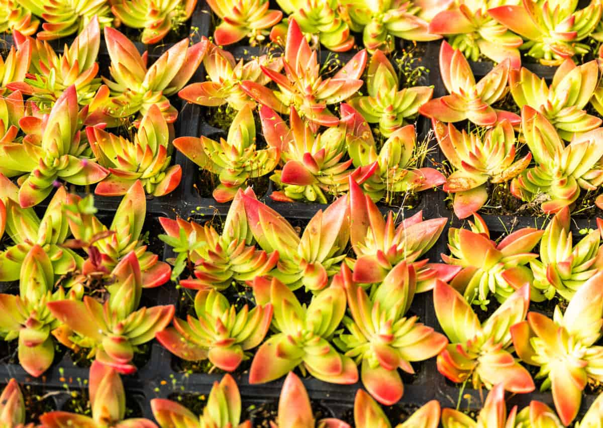 Native flowers and plants at Annie's Annuals in Richmond, California