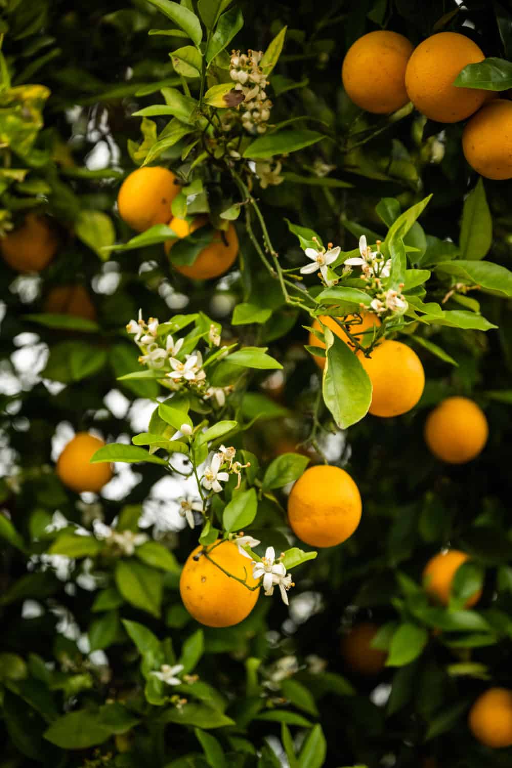 oranges growing in Temecula Valley