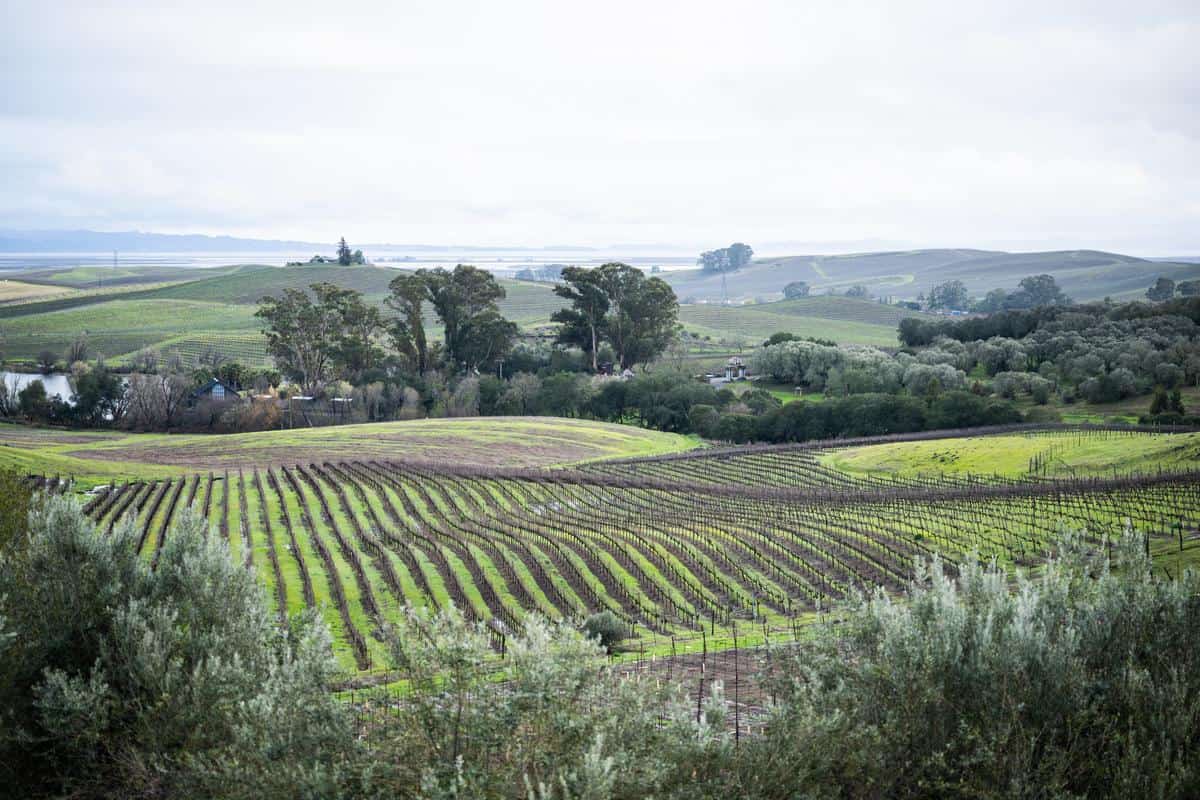 Napa Valley in Spring