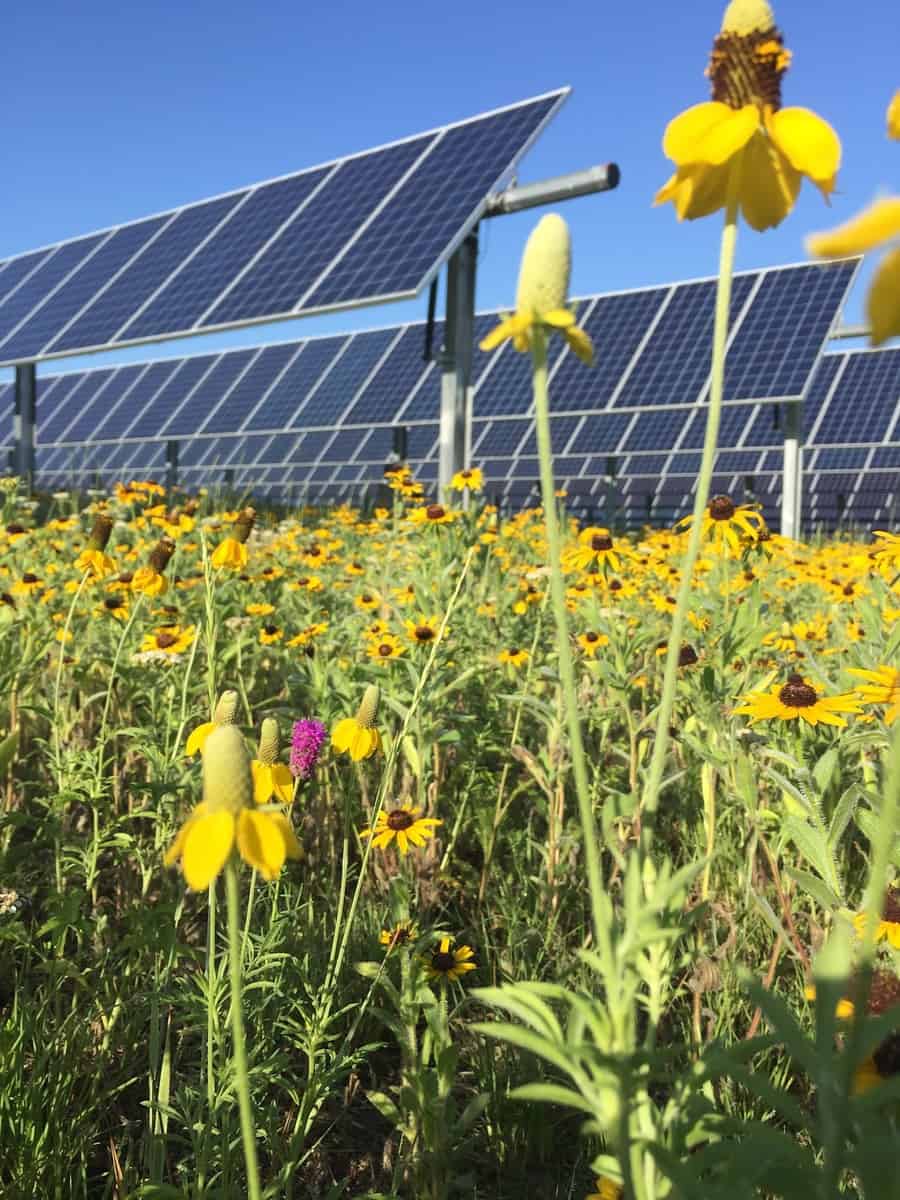 Pollinator Friendly Solar Farm
from Clif Family team 