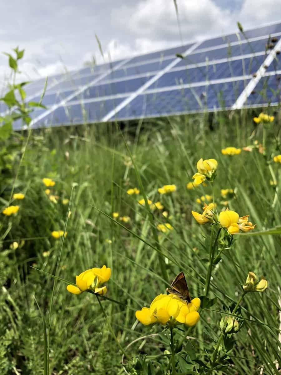 Pollinator Friendly Solar Farm from Clif Family team