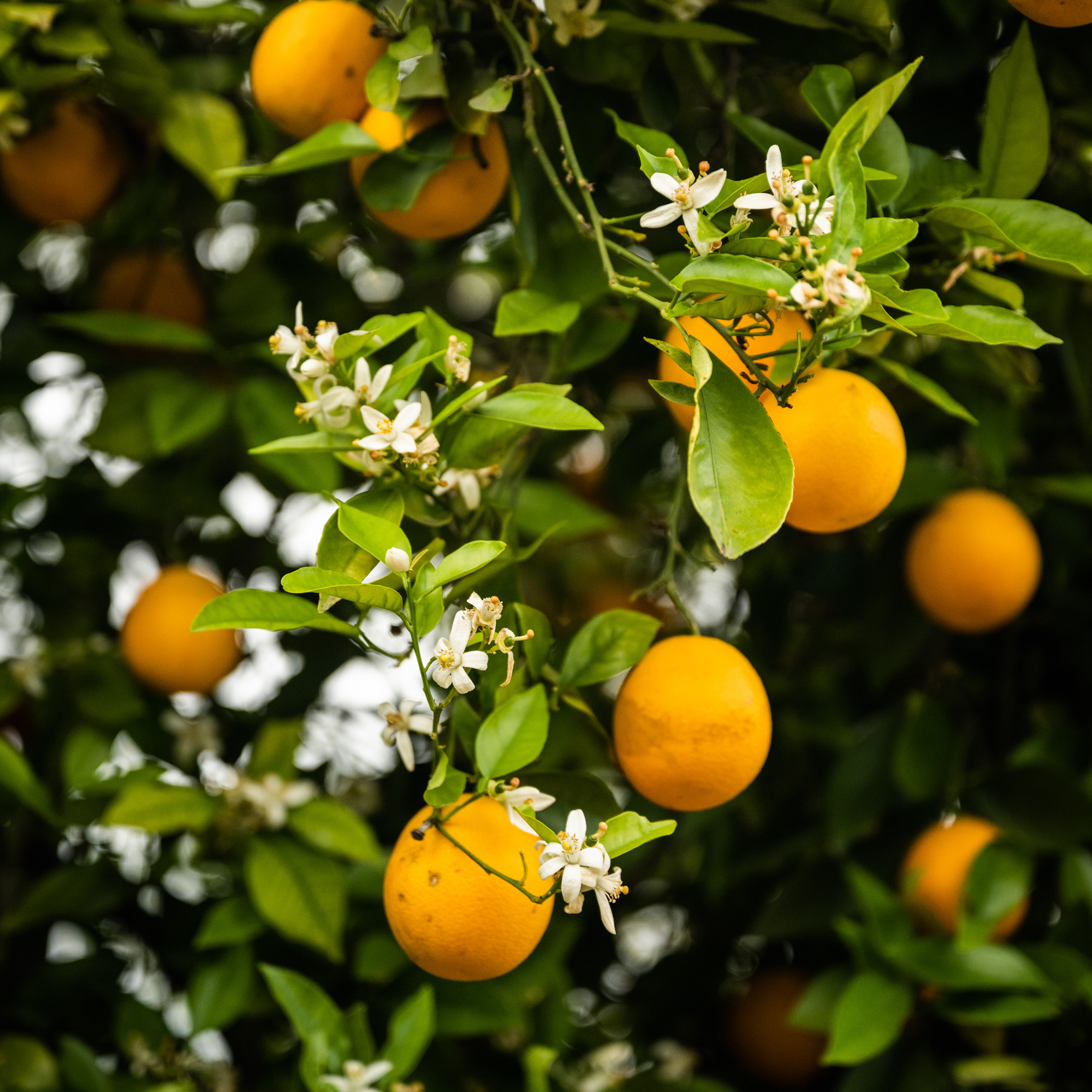 citrus on tree with flowers