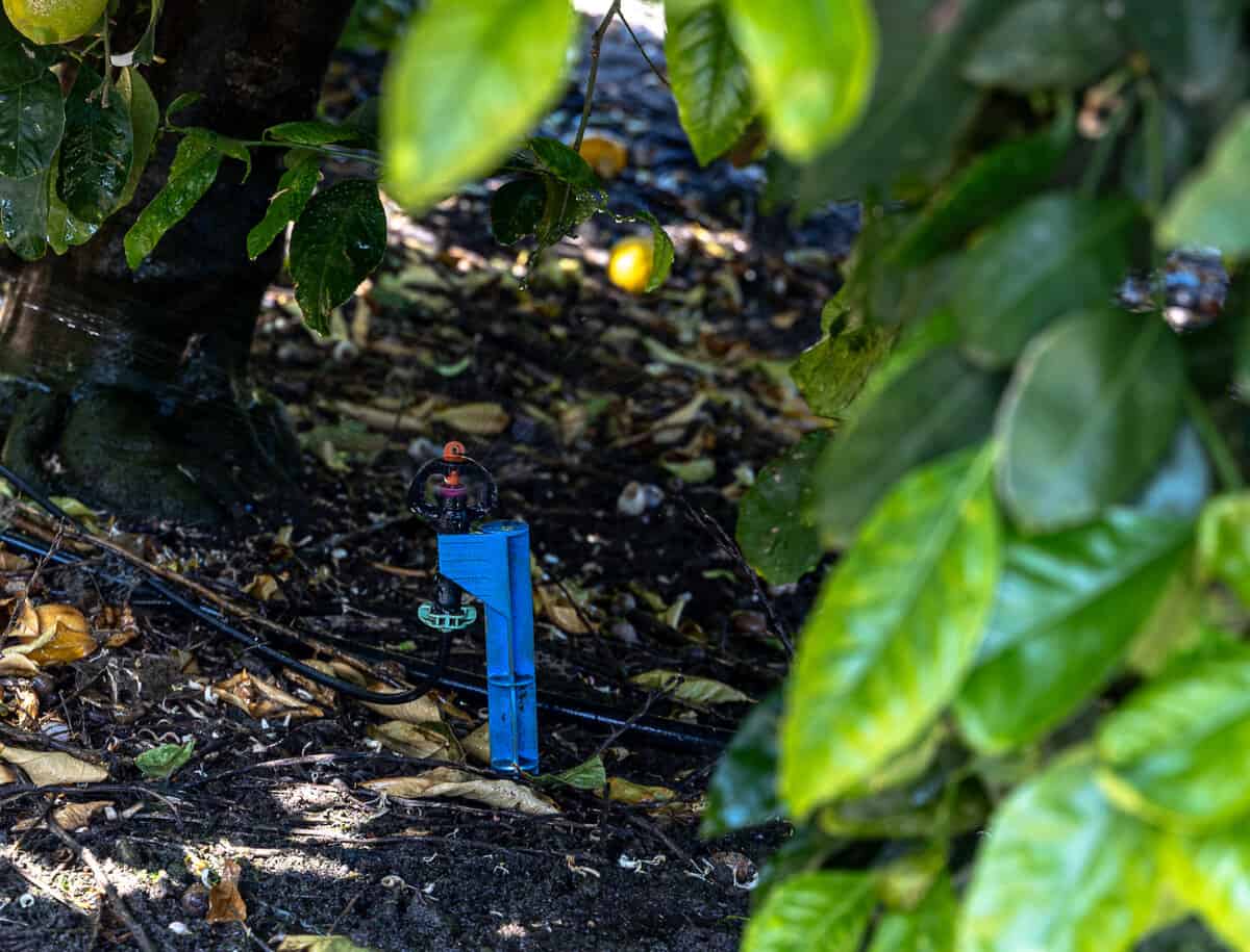 water conservation at Bee Sweet produce