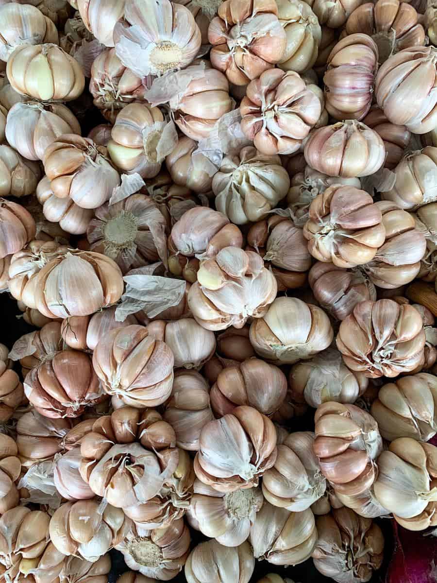 california garlic